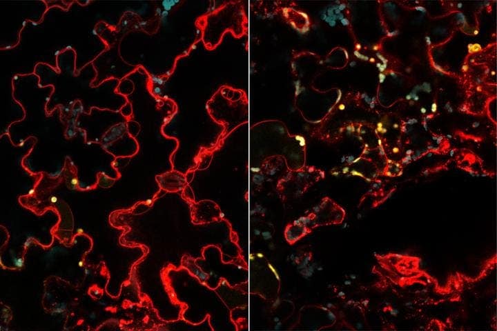 A new technique uses nanoparticles to deliver genes into the chloroplasts of plant cells, works with many different plant species. Credit: MIT.