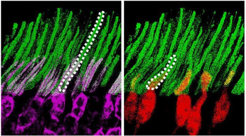 Nanaoparticles (white) bind to rods and cones in the retina of mice, allowing the rodents to sense infrared. Credit: Current Biology.