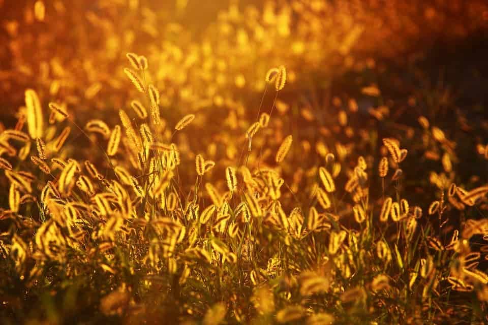 Foxtail grass.