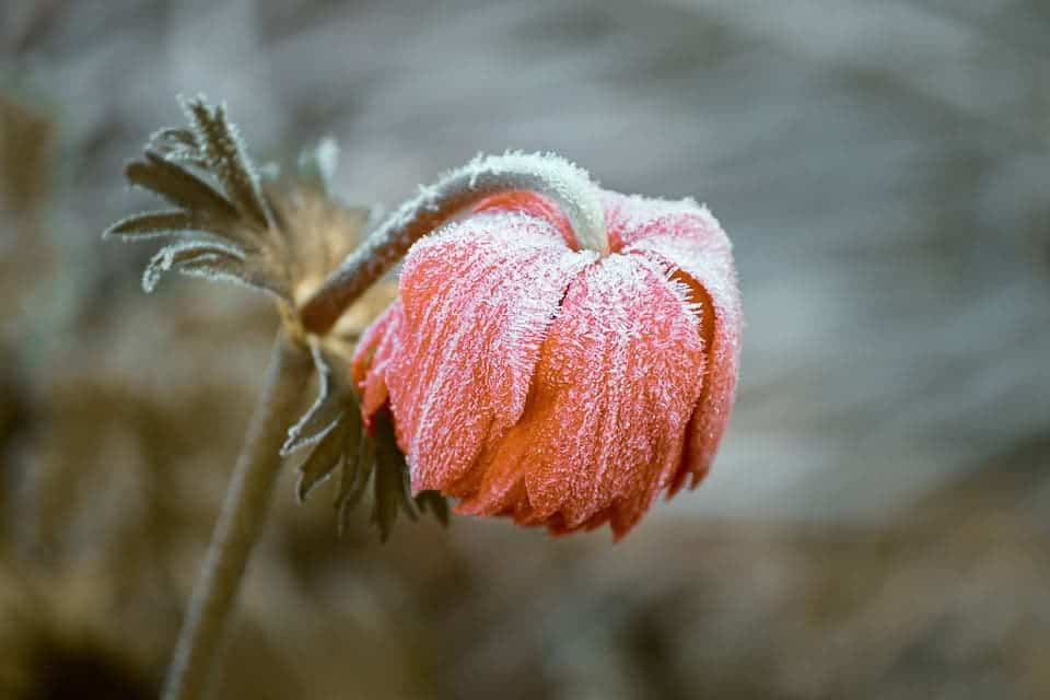 Frozen flower.