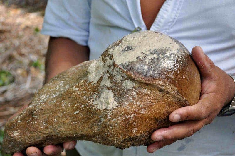 The fossilized humerus of the giant sloth. Credit: Lisa Lucero.