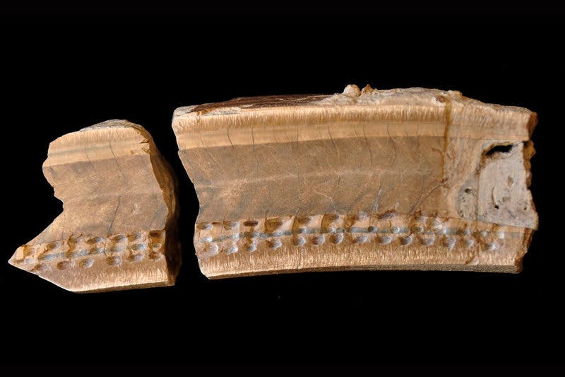 Giant sloth tooth discovered in a Belize sinkhole. Credit: University of Illinois at Urbana-Champaign.