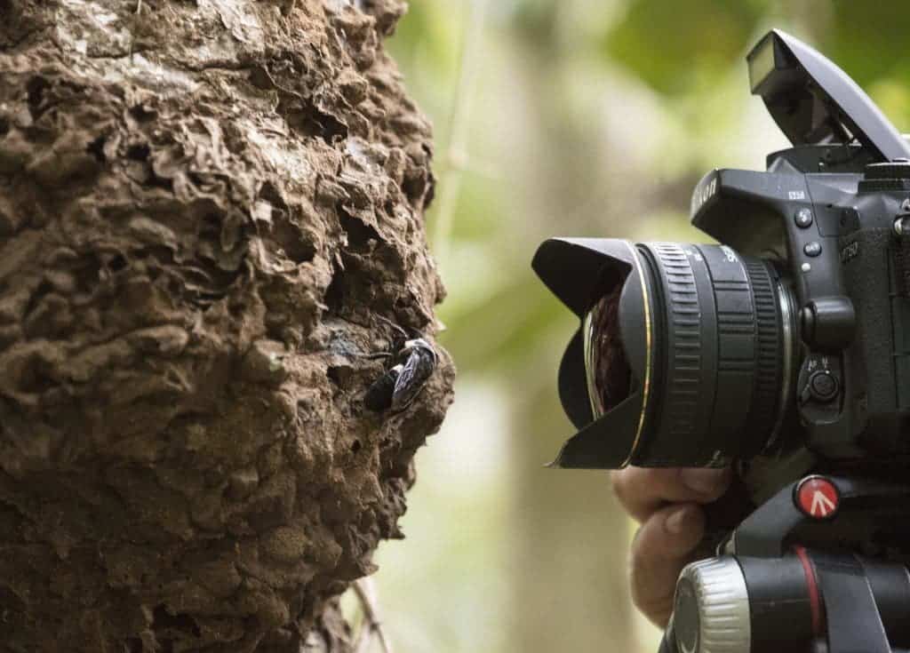 Natural history photographer Clay Bolt makes the first ever photos of a living Wallace’s giant bee. Credit: Simon Robson.