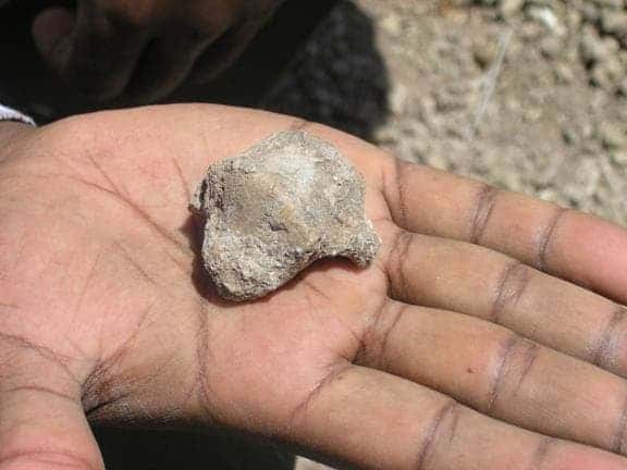 Hominin talus.