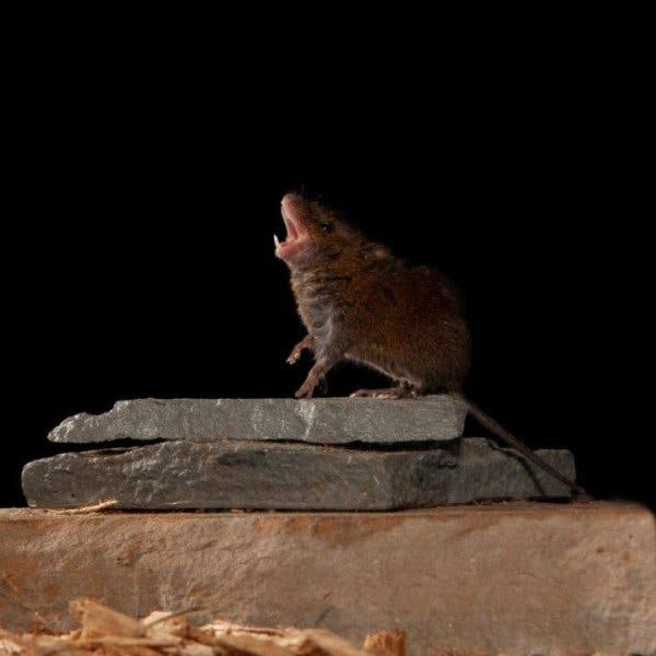 Singing mouse.
