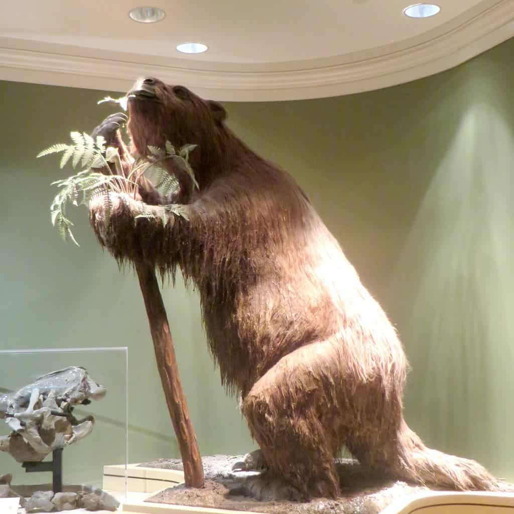 Giant sloth.