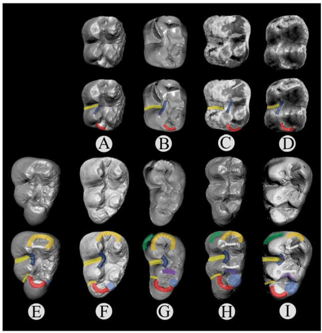 Fossil teeth comparison.