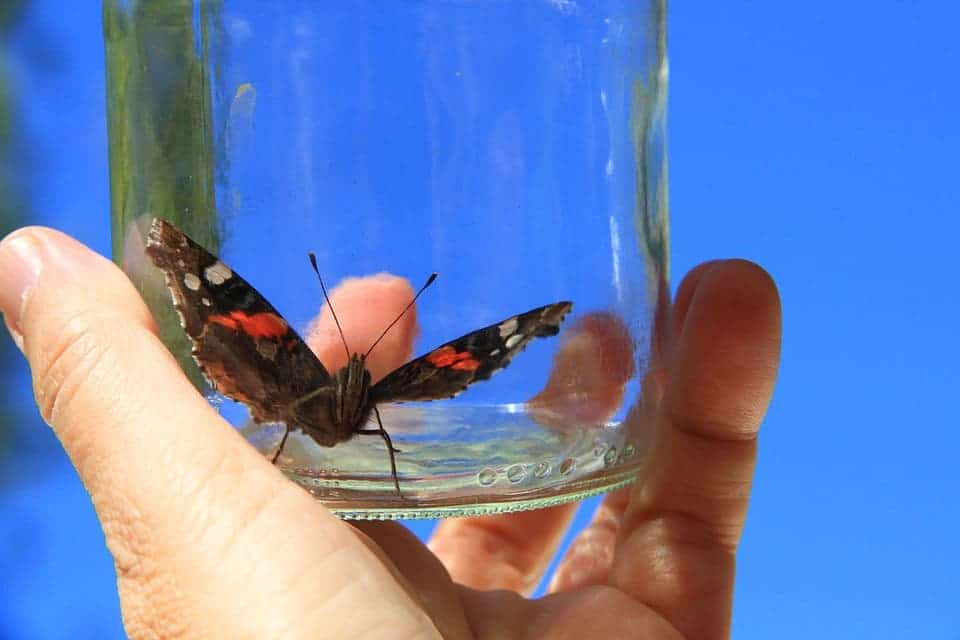 Butterfly in a jar.