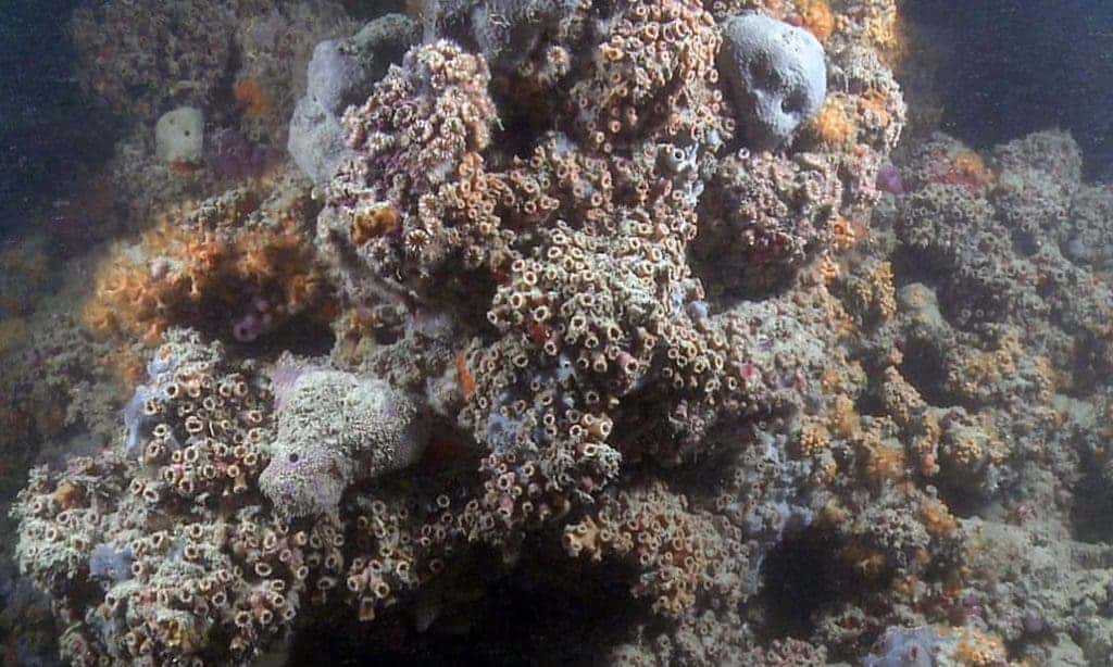 Italy's only known coral reef has more subtle coloring than the Great Barrier Reef. Credit: Scientific Reports.