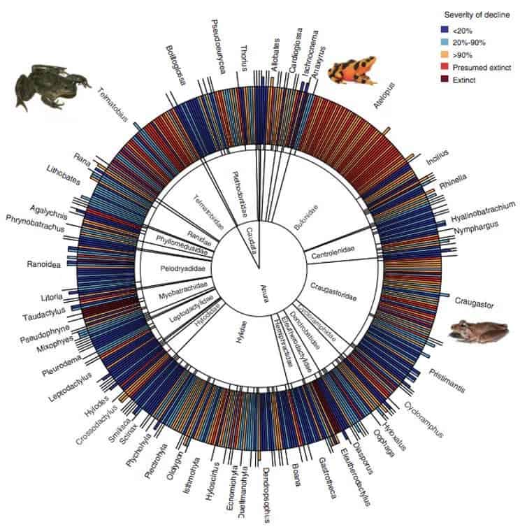 Each bar represents a single species hit by the fungus. The color shows the extent of population decline or extinction. Credit: Scheele et al., Science.