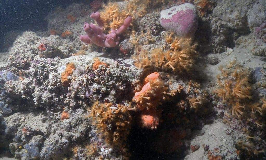 Image of Italy's newly discovered mesophotic coral reef. Credit: Scientific Reports.