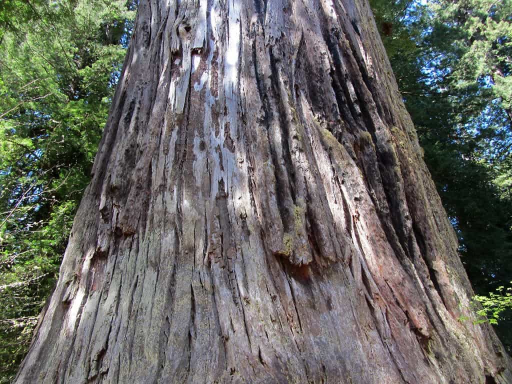 Redwood Forest in Northern California. Hyperion not pictured. Credit: Jeff Hollett.