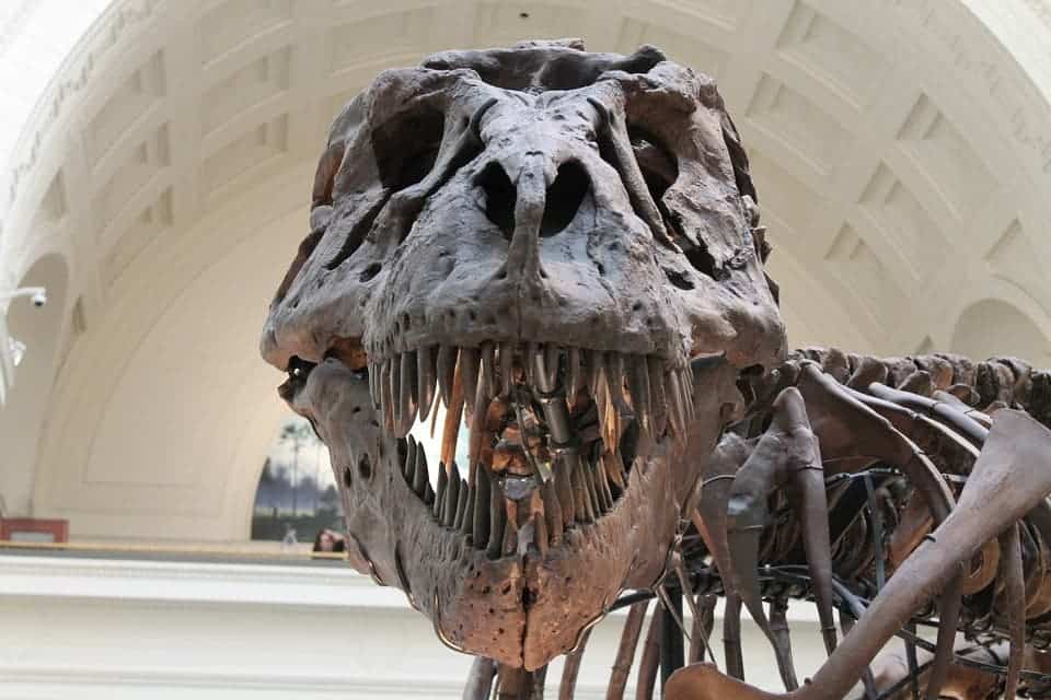 is the t rex the largest dinosaur