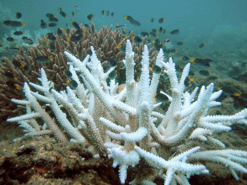 Bleached Acropora coral (foreground) and normal colony (background), Keppel Islands, Great Barrier Reef. Credit: Wikimedia Commons.