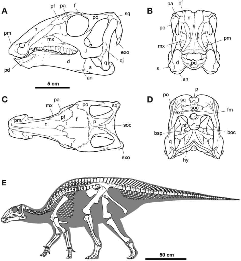New Hadrosauroid.