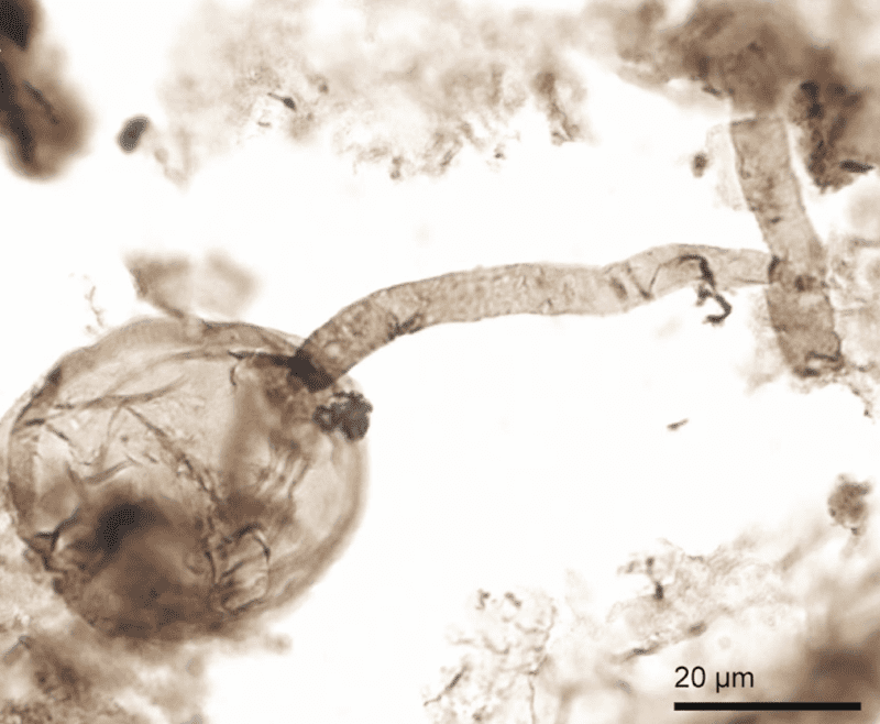 Microscope image of the billion-year-old fungi discovered in Canada's Arctic coast. Credit: Corentin Loron.