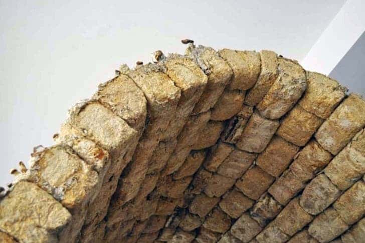 MycoTecture.