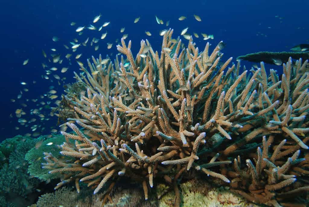 Staghorn coral.