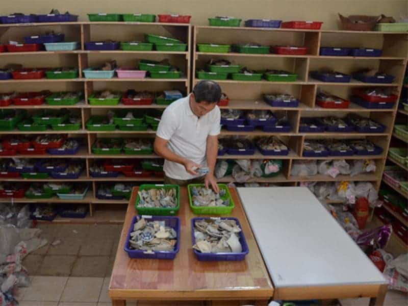 A researcher analyzes pieces of pottery found near Banda Aceh, Indonesia. Credit: Patrick Daly.
