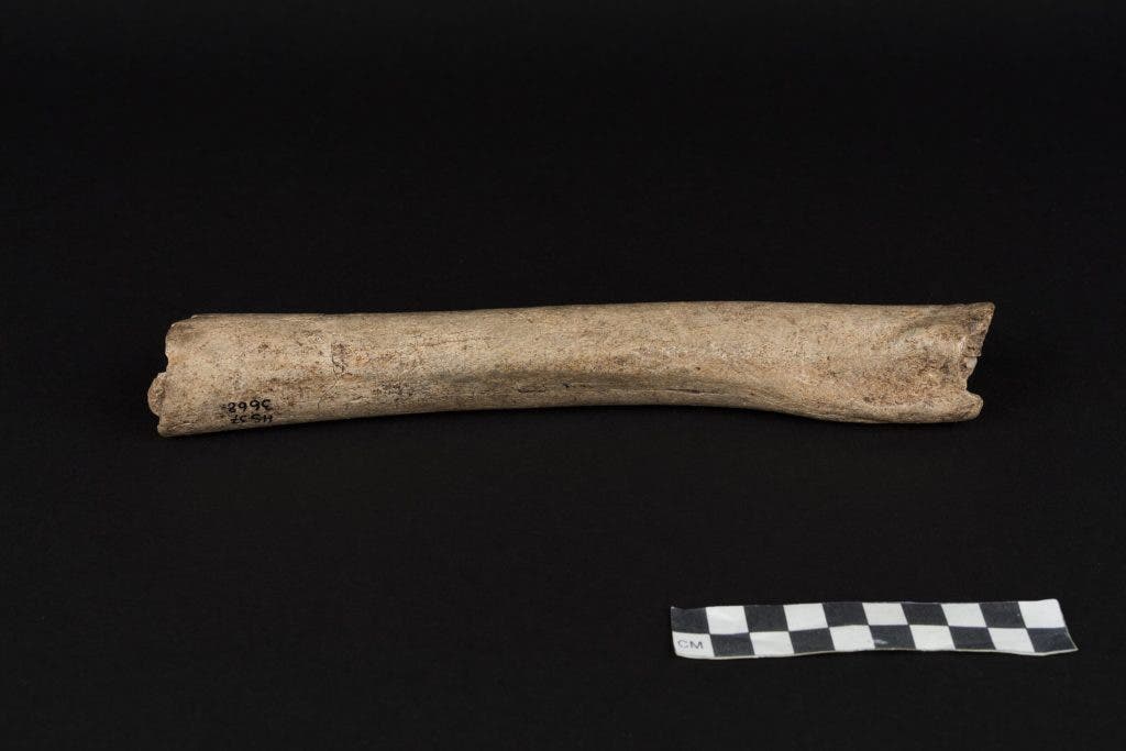 The femur of a male Neandertal from Hohlenstein-Stadel Cave, Germany. Credit: Oleg Kuchar, Museum Ulm.