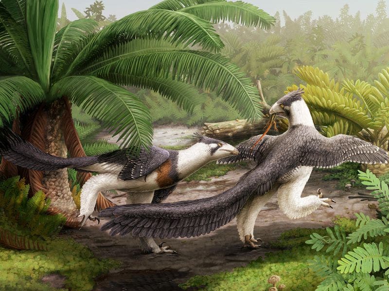 real dinosaur with feathers