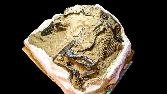 dinosaur fossils near me
