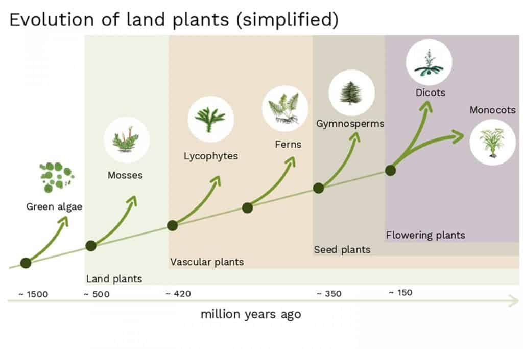 Simplified schematic of plant evolution. Credit: IST Austria. 