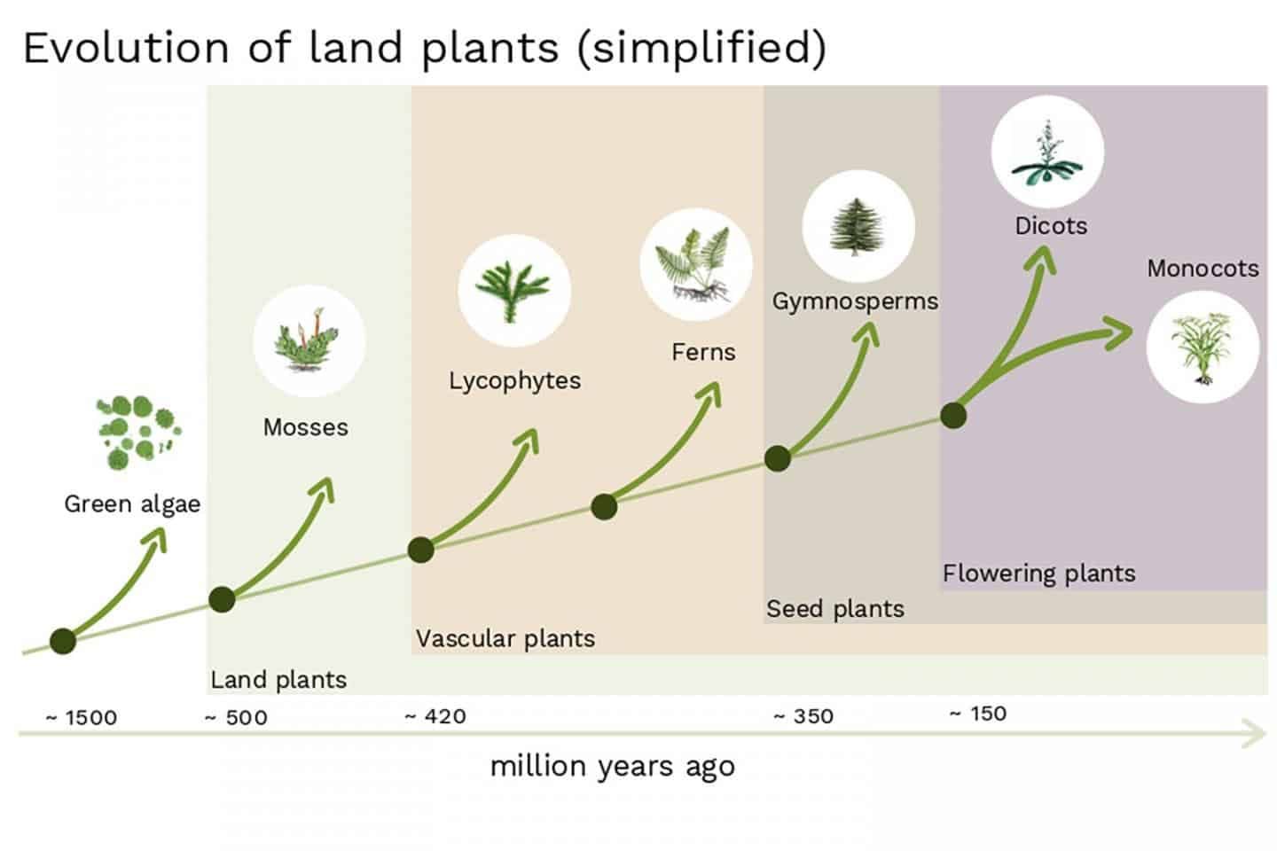 Proceso Evolutivo De Las Plantas Image To U proceso-evolutivo-de-las-plantas-image-to-u