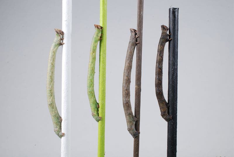 Caterpillars of the peppered moth can sense the color of twigs with their skin. Credit: Arjen van’t Hof, University of Liverpoool.