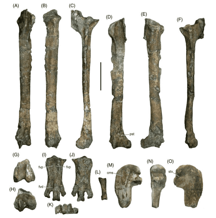 Leg Bones.