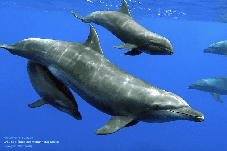 The bottlenose mother, pictured with her adoptive whale calf (which has a short and blunt beak compared to the dolphin's long and slender beak) and biological daughter (bottom). Credit: Pamela Carzon.