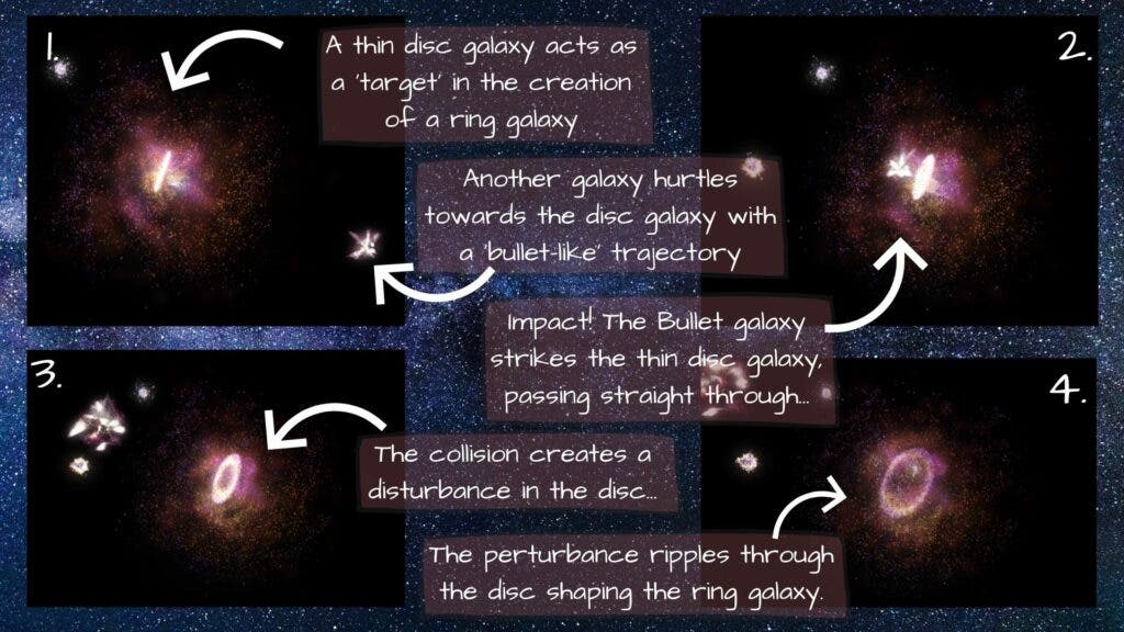 1. A thin stellar disk as a target or ‘victim’ galaxy. Another galaxy approaches on a head-on trajectory like a bullet. 2&3. Collision through the centre of the thin target galaxy. 4. The ‘bullet galaxy’ moves on as a perturbation spreads through the target galaxy. 4. The perturbation creates a ring-like structure. ( James Josephides, Swinburne Astronomy Productions/Robert Lea)