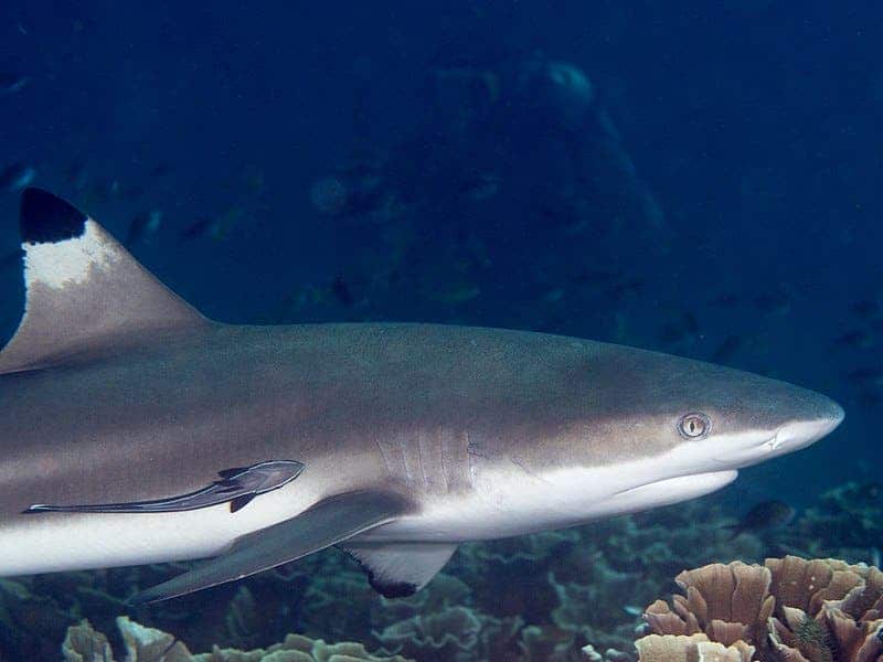 Blacktip reef shark