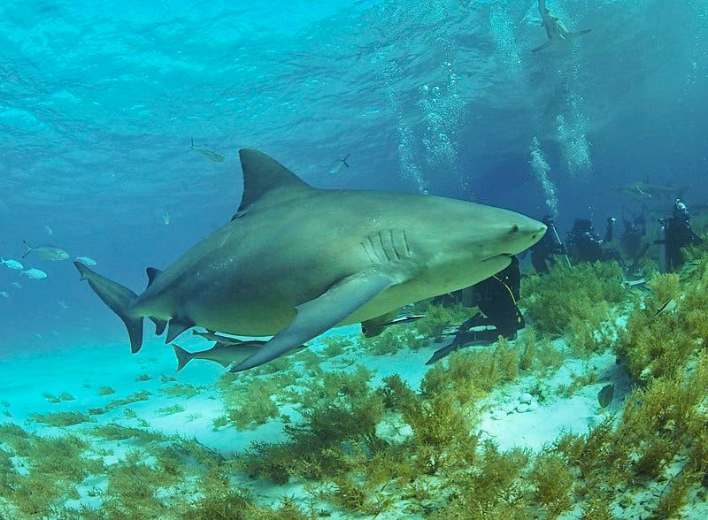 Bullshark swimming through algae