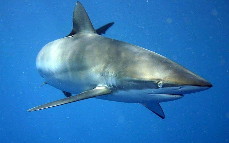 The Silky Shark