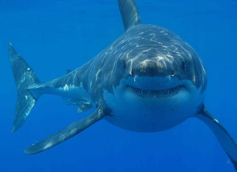 Great white shark staring at camera