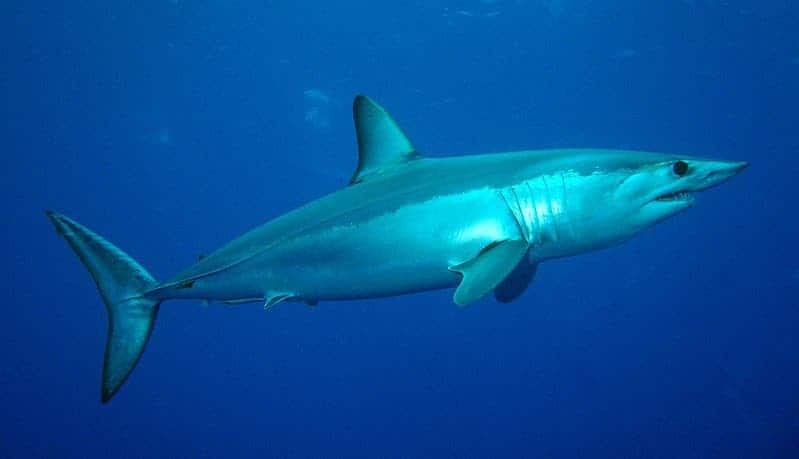 A shortfin mako shark with blue water