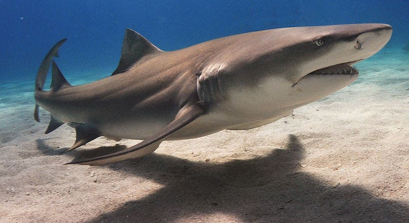 Lemon shark at seafloor