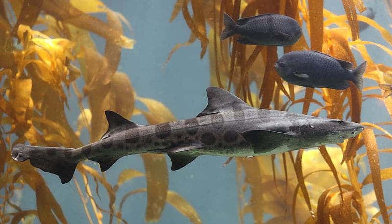 Leopard shark and fish