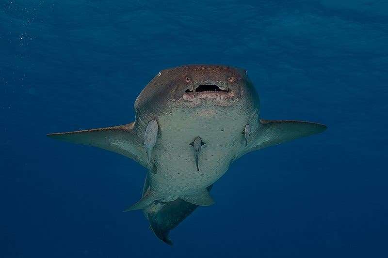 Nurse shark looking at camera