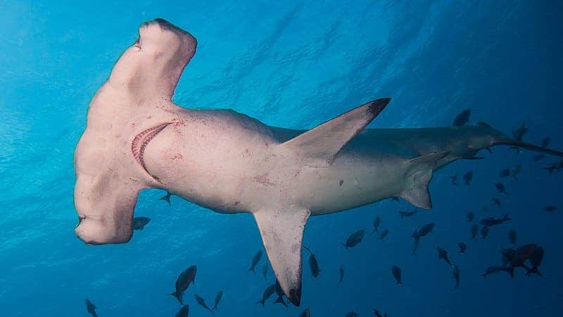 Closeup of hammerhead shark