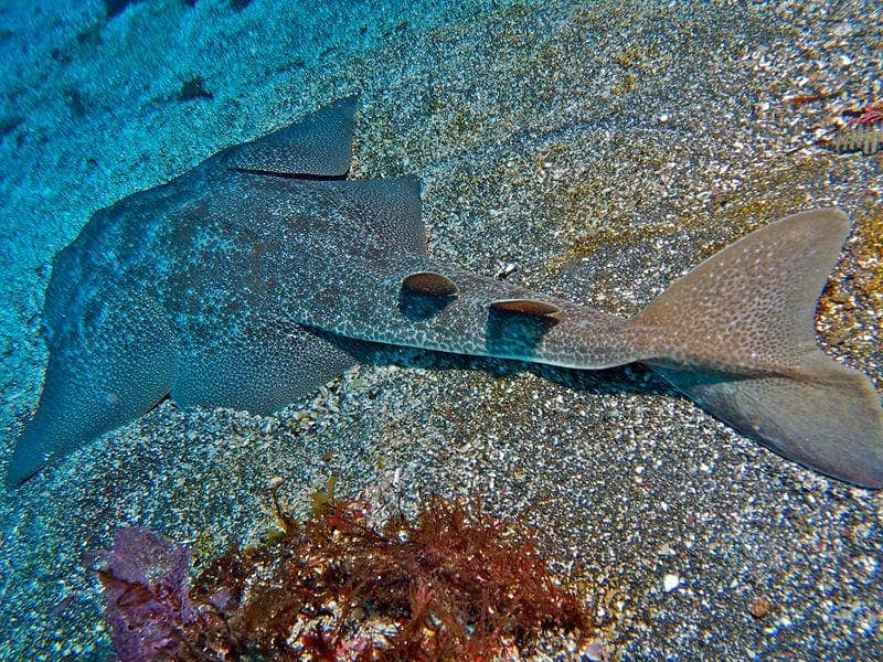 An angelshark
