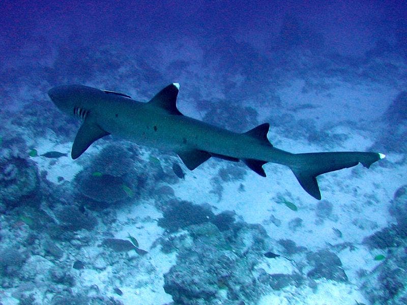Whitetip reef shark around a reef
