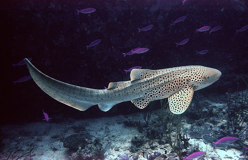 Zebrashark with fish in background