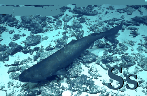 The Pacific sleeper shark
