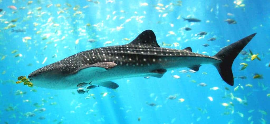 Photo of whaleshark