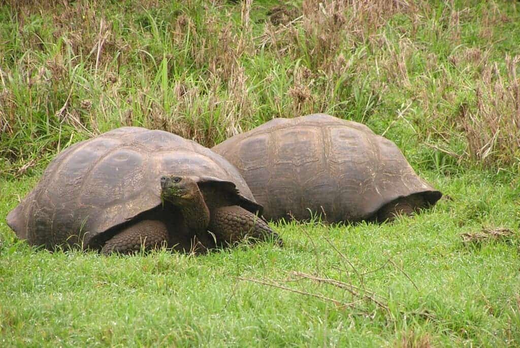Extra copies of genes, known as duplications, protect these giant tortoises from cancer and help them live a long life. 
