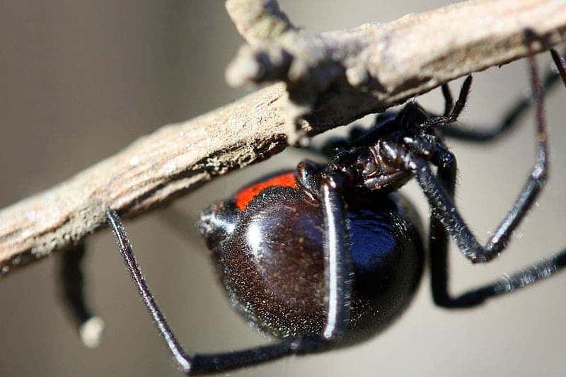 Closeup of black widow spider