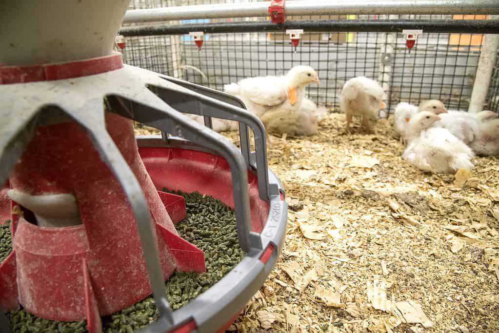 Chicks in a cage getting fed a high-energy diet.