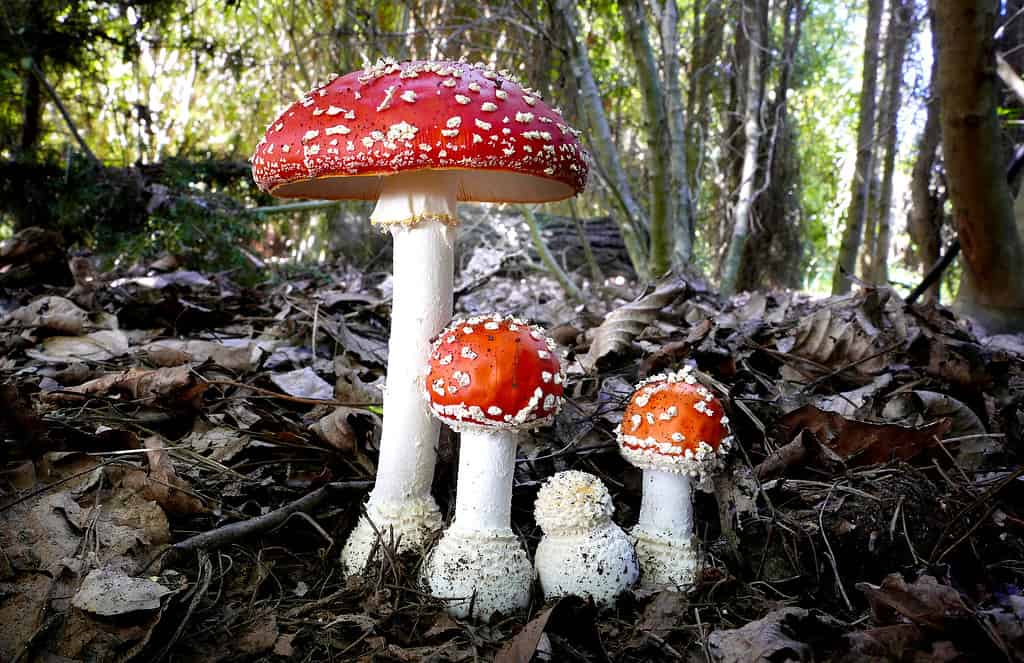 fly agaric